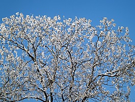 樹,雪,凍結(jié)