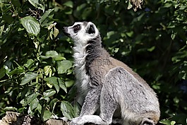 狐猴卡塔劍,哺乳動物,動物