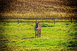 驢,動物,牧場