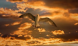 鷗,鳥,飛