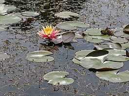 水,睡蓮,百合