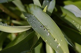 雨滴,花園,關(guān)閉