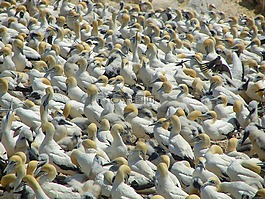 海鷗,鳥,海灘