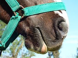 馬,吻,動物