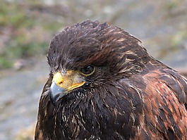 捕食者,鷲,鳥
