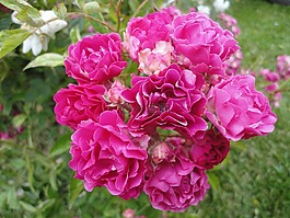 花卉,羅莎,按鈕