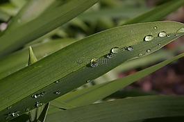 雨滴,花園,關(guān)閉