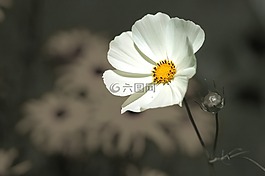 花,鮮花,性質(zhì)