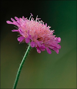 花,草地,開(kāi)花