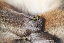 猿手,手,手指