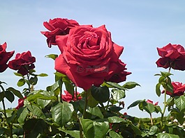 玫瑰,花,花園里的花