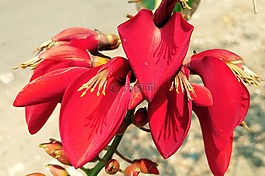 紅色的花瓣,雌蕊,芽