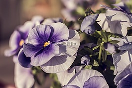 花,紫,开花