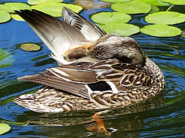 鴨,水,鳥
