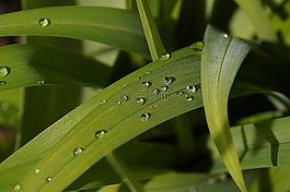 雨滴,花園,關(guān)閉