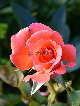 玫瑰,花園,玫瑰綻放