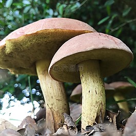 蘑菇,真菌,植物