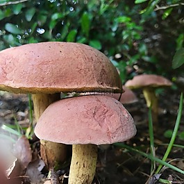 蘑菇,真菌,植物
