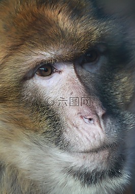 猴子,巴巴利猿,肖像