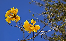 鮮花,黃色,性質(zhì)