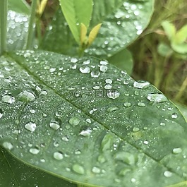 葉,雨點,水