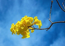 鮮花,天空,藍(lán)色