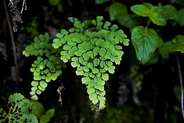 植物,葉,性質(zhì)