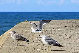 動(dòng)物,海,海灘