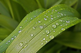 雨滴,花園,關(guān)閉