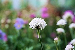 花,開花,性質(zhì)