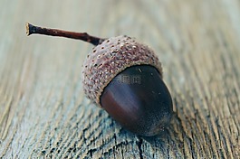 橡子,秋季,性質(zhì)