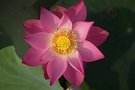 蓮花,花,自然