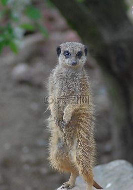 suricate,非洲,动物