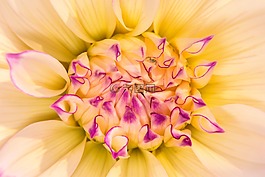 花,開花,嬌琴紗