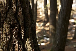 樹皮,詳細(xì),特寫