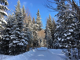 雪,冷杉,冬天