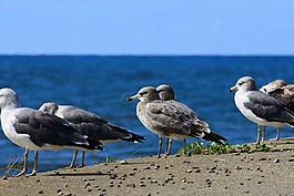 動物,海,海灘
