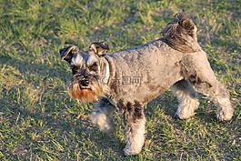 狗,schnauzer,胡子