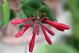 自然,植物區(qū)系,花