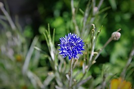 自然,花,植物區(qū)系