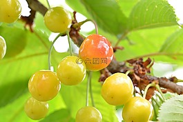 樱桃,水果,未成熟的