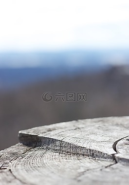 樹干,老,枯萎