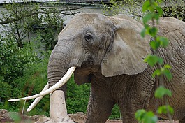 大象非洲,動(dòng)物園,雄偉