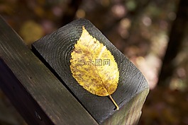 葉,特寫,秋