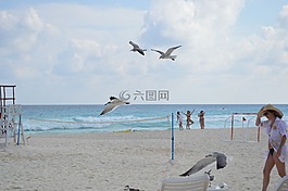 鳥,百科全書,飛