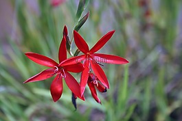 自然,花,蘆葦