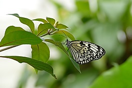 蝴蝶,春,夏天