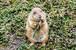動物,可愛,動物園