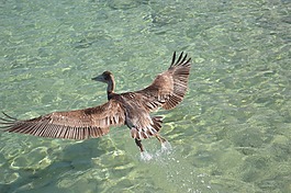 鳥,水,可惜