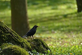 鳥,等待,為